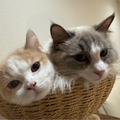 ミヌエット5ヶ月とラグドール1歳去勢済み