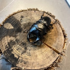 ホペイオオクワガタ　CBF1　♂単品　56.4mm