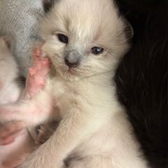 ⭐︎保護猫ちゃん⭐︎シャム風他、里親様募集中5匹