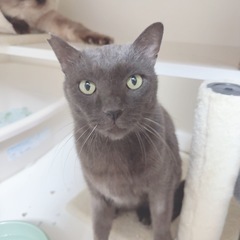 ロシアンブルー似の保護猫オス