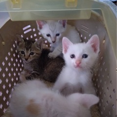 生後4週♡激かわ子猫たち10匹以上！
