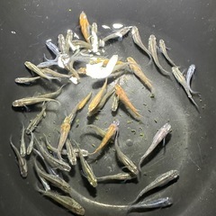 MIXメダカ40匹➕α➕卵付きの産卵床（シュロの皮）