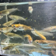 MIXメダカ40匹➕α➕卵付きの産卵床（シュロの皮）の画像