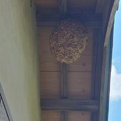 茨城県の蜂駆除なら蜂駆除ビートルズお任せください！！　ハチ　はち　ご相談無料です。 - 地元のお店