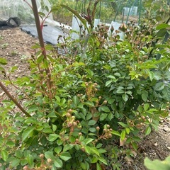 つるバラの画像