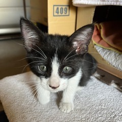 子猫の里親様を探しています。 - 猫