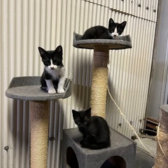 子猫の里親様を探しています。