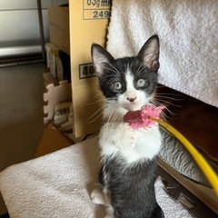 子猫の里親様を探しています。 − 千葉県