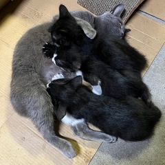 子猫の里親様を探しています。 - 木更津市