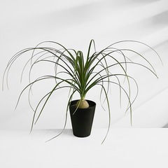観葉植物 トックリラン