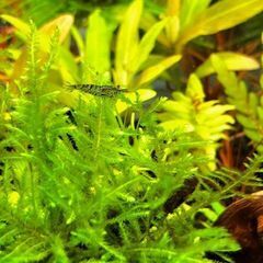 ミナミヌマエビ 20匹