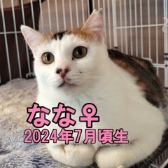 🍀本日‼️５月１１日(日)緊急臨時開催‼️🐈すみれペットクリニッ...