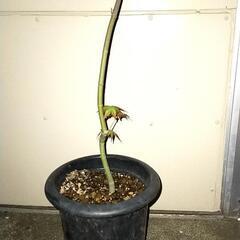 イロハモミジの木　1m　自然栽培 　ポットの画像