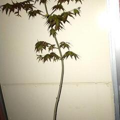 イロハモミジの木　1m　自然栽培 　ポットの画像