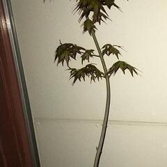 イロハモミジの木　1m　自然栽培 　ポットの画像