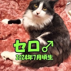 🍀本日‼️５月１１日(日)緊急臨時開催‼️🐈‍⬛すみれペットクリ...
