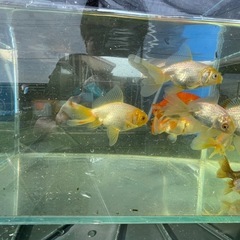 
金魚（ジャンボ獅子頭）2歳魚　5〜8cm程度