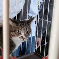 好奇心旺盛でお転婆ですが超ビビりな女の子　推定2歳前後
