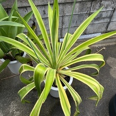 アガベの画像