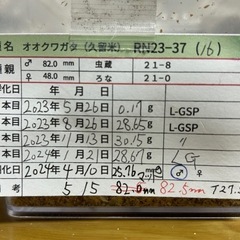 オオクワガタ（久留米）未使用ペアの画像