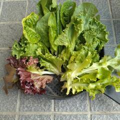 無農薬、有機栽培リーフレタス、ルッコラ などの 葉物野菜と絹さや...