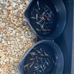 選外ミックスメダカ35匹
の画像