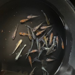 選外ミックスメダカ35匹
の画像