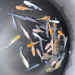 選外ミックスメダカ35匹
の画像