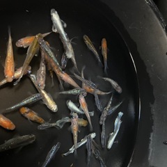 選外ミックスメダカ35匹
の画像