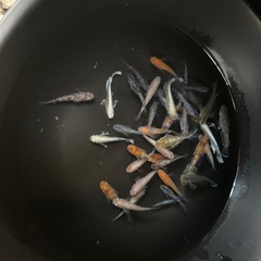 選外ミックスメダカ35匹
