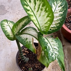 ありがとうございました🙏観葉植物ディフェンバキア🪴