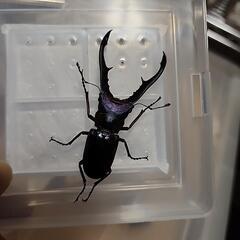 ブルー系メタリフェルホソアカクワガタ♂️62mm単品