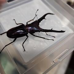 ブルー系メタリフェルホソアカクワガタ♂️62mm単品の画像