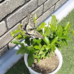 アゲハチョウの幼虫