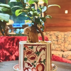 観葉植物　ガジュマル　高さ24cm　有田焼の鉢と伊万里焼の受け皿付きの画像