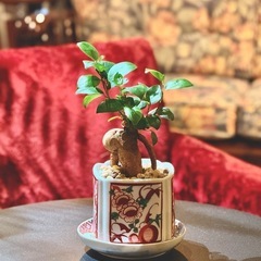 観葉植物　ガジュマル　高さ24cm　有田焼の鉢と伊万里焼の受け皿付き