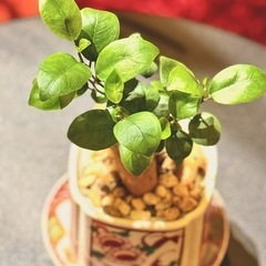 観葉植物　ガジュマル　高さ24cm　有田焼の鉢と伊万里焼の受け皿付きの画像