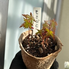 5月18日お渡し　紅葉C（定型文の方お断り）