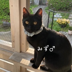 黒猫の団子4兄妹