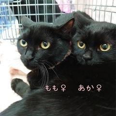 黒猫の団子4兄妹 - 猫