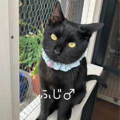 黒猫の団子4兄妹 - あま市