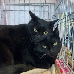 黒猫の団子4兄妹 − 愛知県
