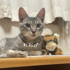 美形レオ！
