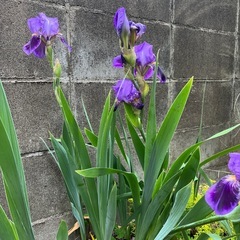 アヤメ