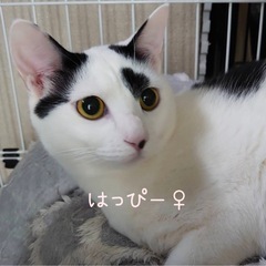 白黒3兄弟はいかが - あま市