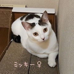 白黒3兄弟はいかが