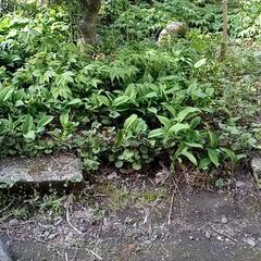 鈴蘭　抜き苗　10束