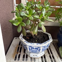 観葉植物と鉢の画像