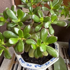 観葉植物と鉢の画像