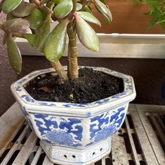 観葉植物と鉢の画像